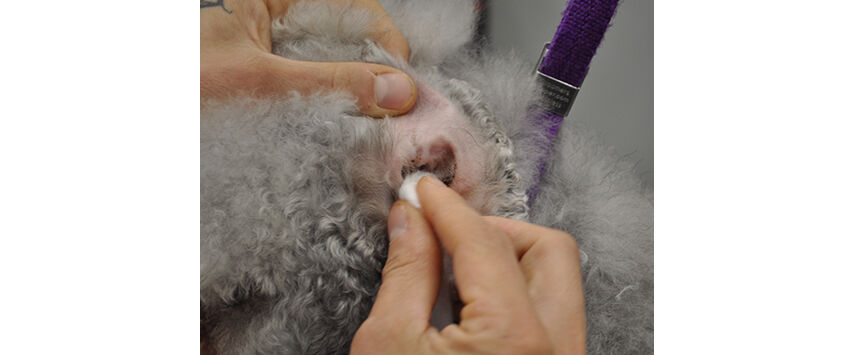 How to Groom a Bedlington Terrier